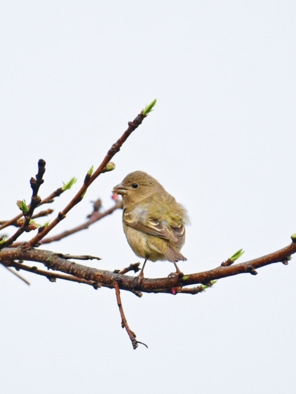 普通朱雀雄鸟  昨日,我分享了一只在云水谣拍摄的朱雀雌鸟的照片,但从