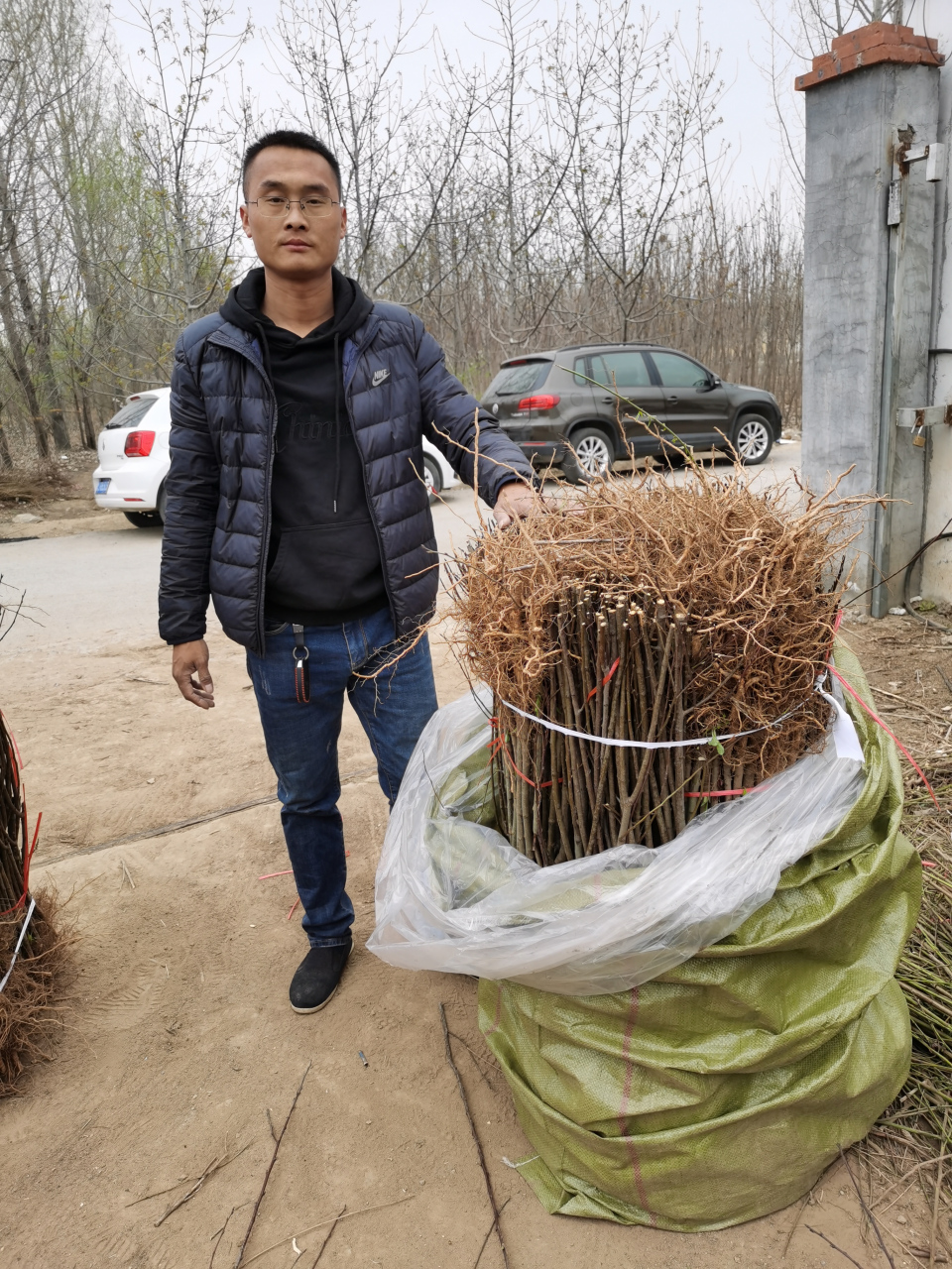 泰安泽雨农业科技公司重点介绍三不像毛桃树苗嫁接的中油金星桃树苗