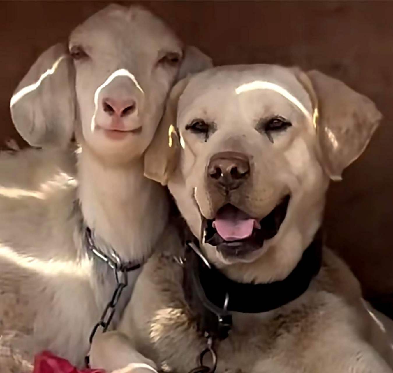 狗子和羊依偎在一起,看起来很般配!