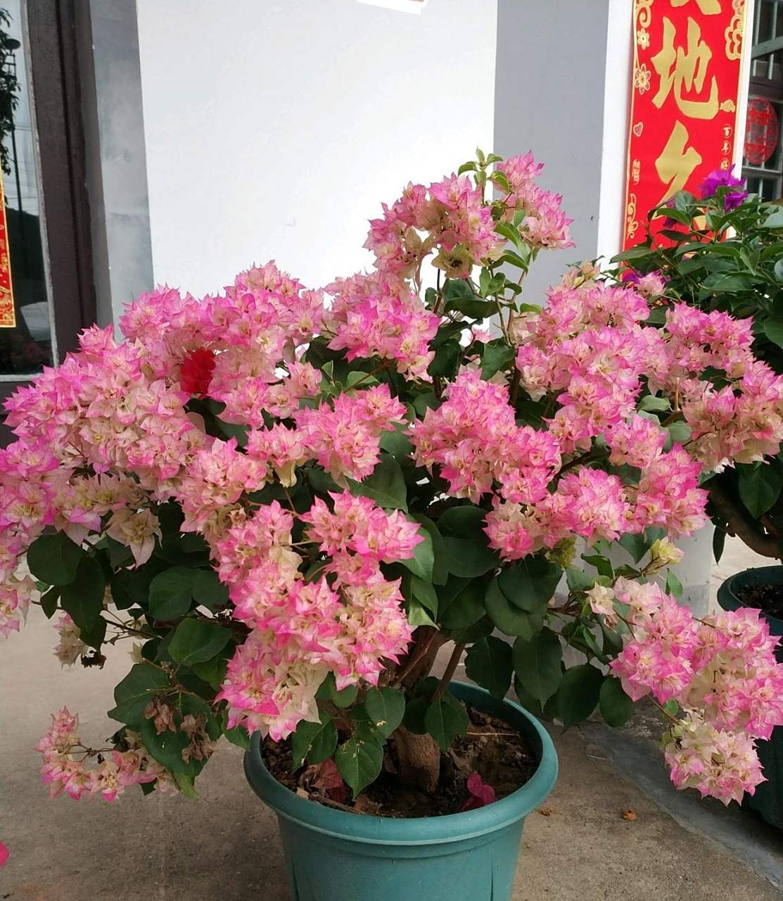 这个品种名叫"怡锦",别名"西施",就是一款非常漂亮的重瓣三角梅,其