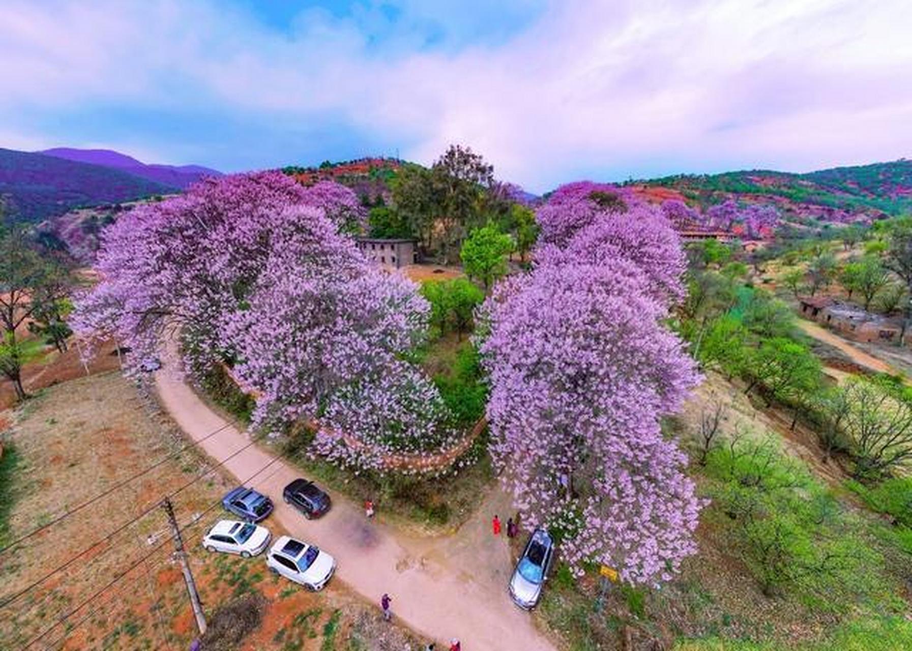 昆明寻甸柯渡镇深山中的泡桐花开,演绎紫色浪漫