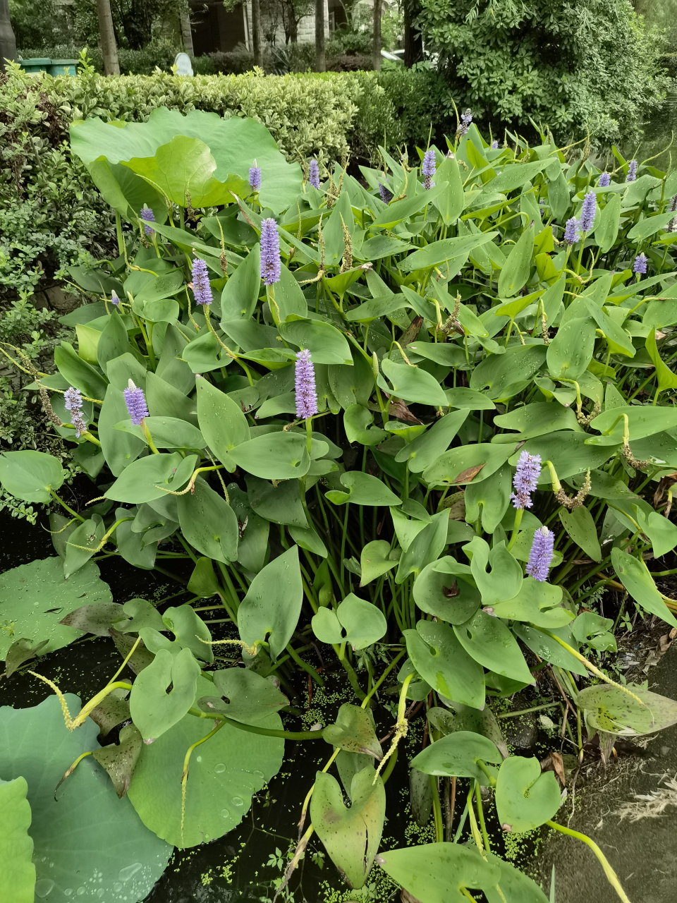 梭鱼草是雨久花科,梭鱼草属多年生挺水或湿生草本植物,整体植株可达1