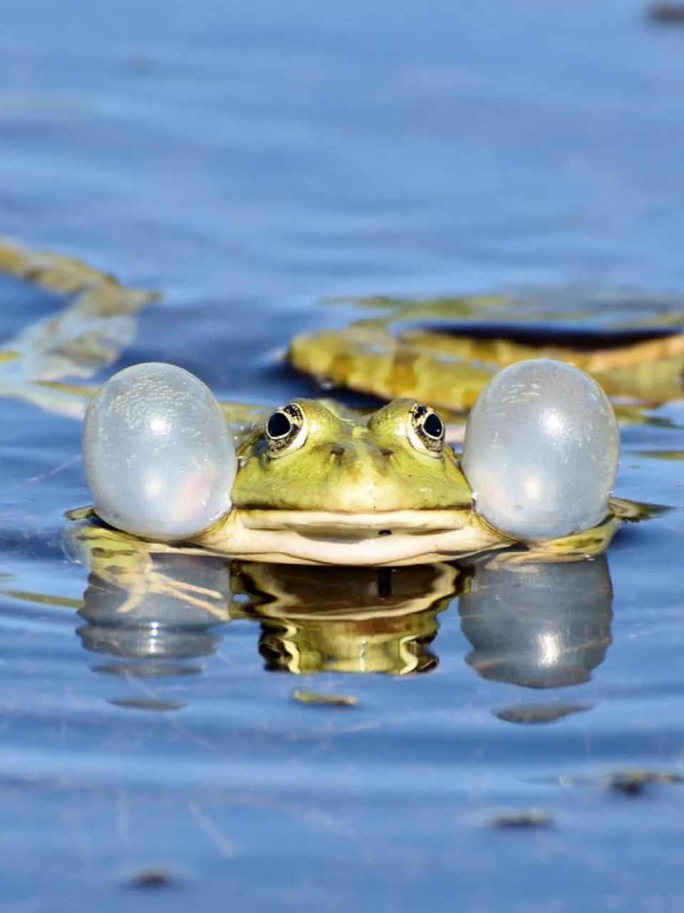 每天陪孩子一起瞧动物 名称:青蛙(frog 别名:蛙;蛤蟆;蛙子 分类:动物