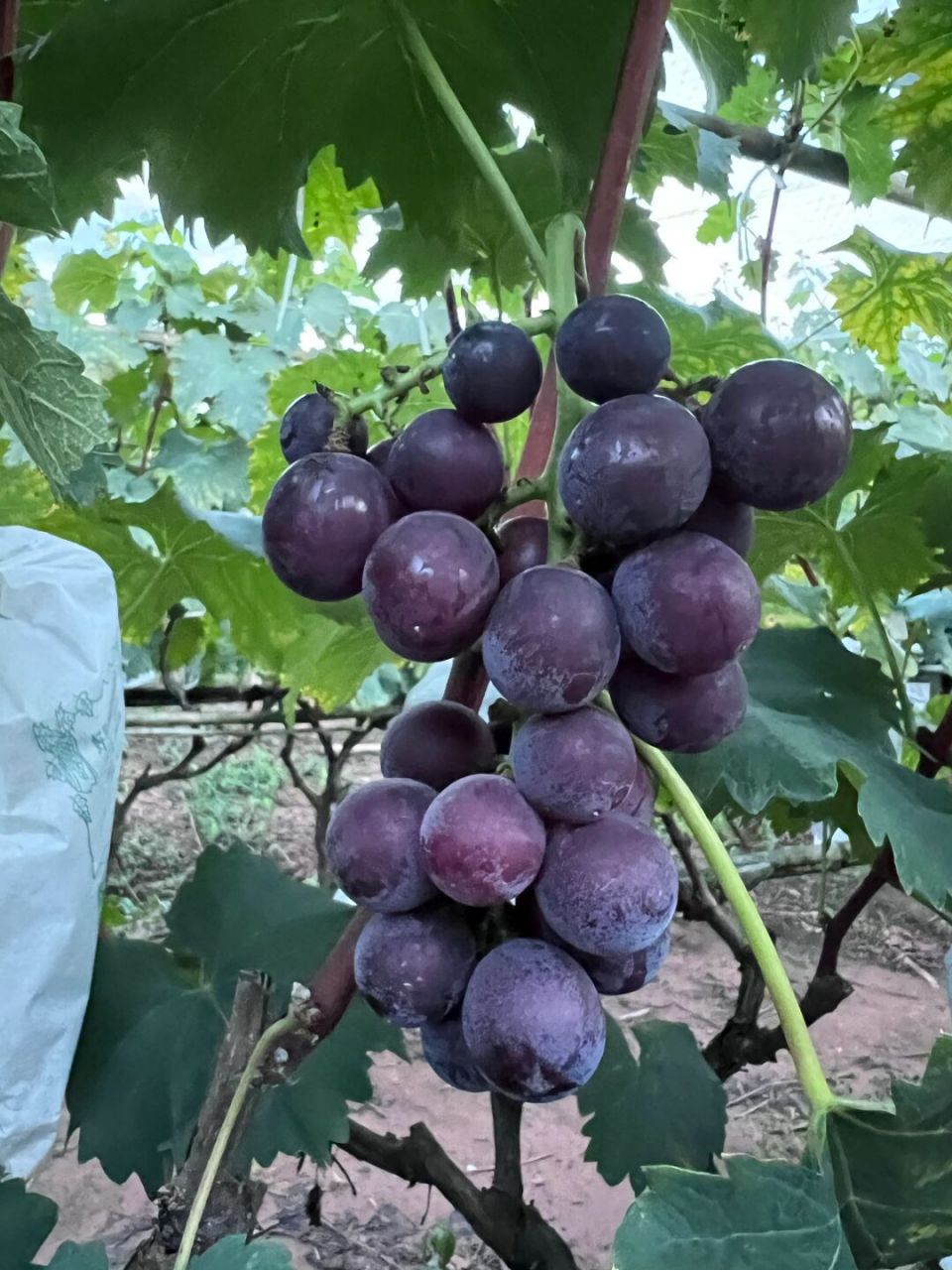 龙泉巨峰葡萄,大量成熟了,伏葡萄  放假就回家帮忙卖葡萄了,最好的