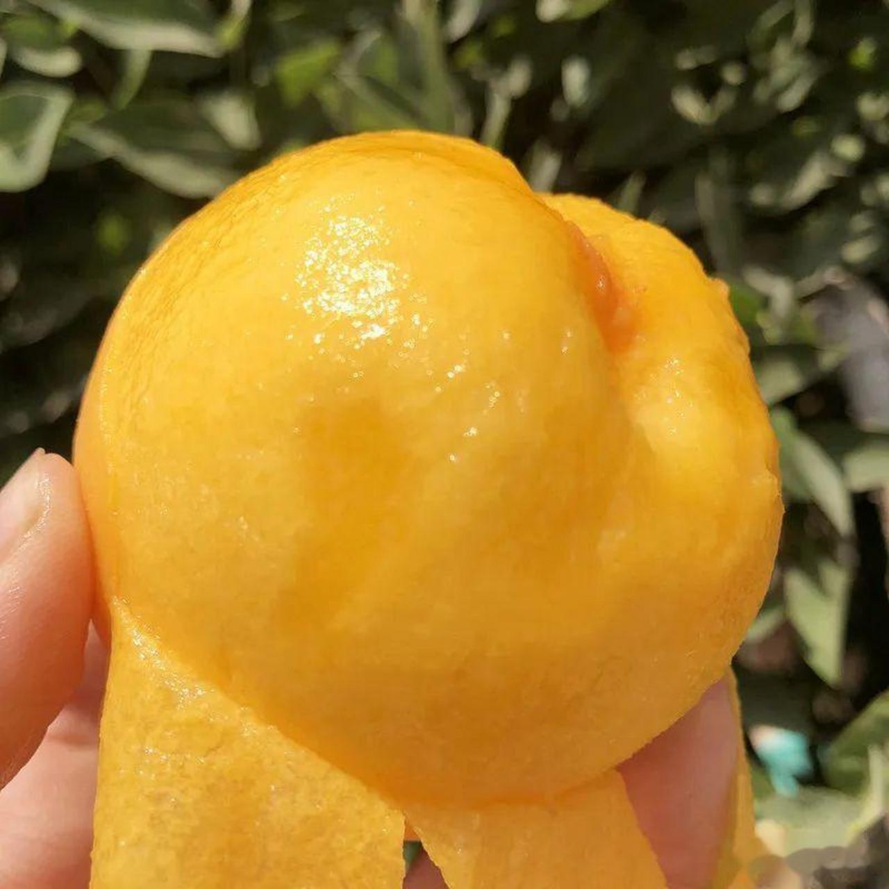 大妈的精选  『山东蒙阴黄金蜜1号 毛桃 黄毛桃 收到硬放软可扒皮吃