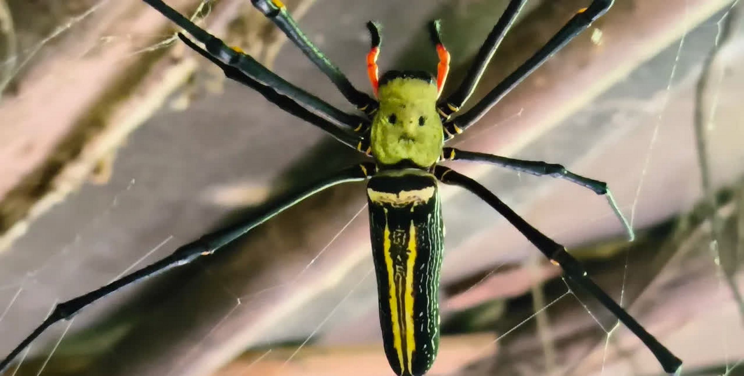 人面蜘蛛?[左捂脸]