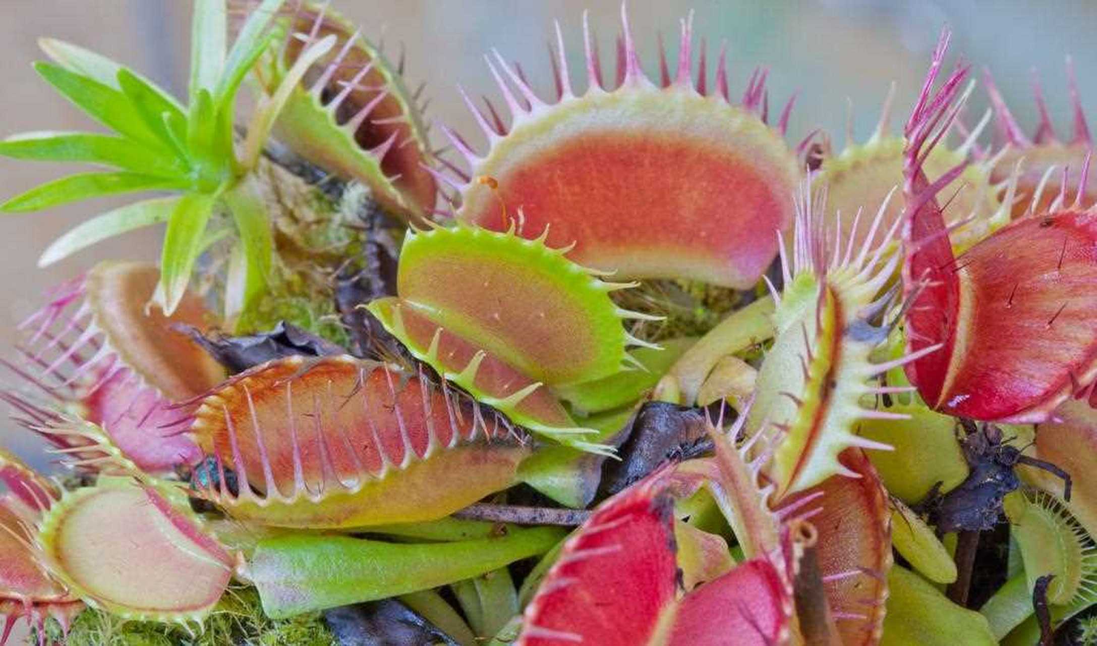 捕蝇草是多年生草本植物,叶片像爪子一样的形状,是一种非常有趣的食虫