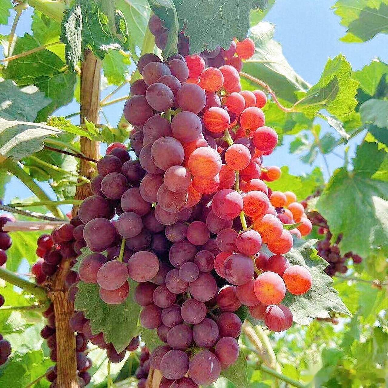 大妈的精选  阳光系列——大棚玻璃翠葡萄 4斤礼盒108友情提示:因为