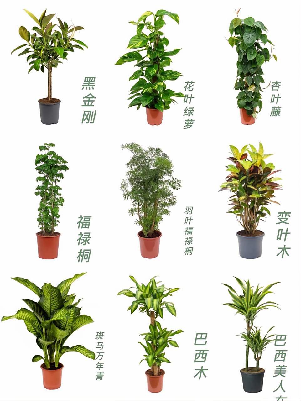 园艺店必备的60种室内植物  近日,我总结了60种高颜值且适合室内的