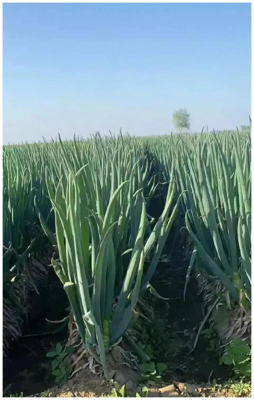 今年的大葱长势不错,买车的钱有了!