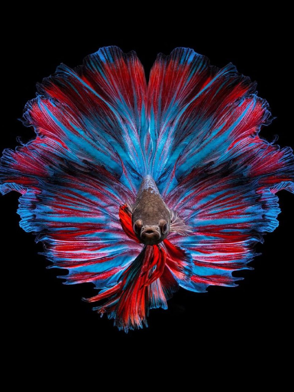 每天陪孩子一起瞧动物 名称:五彩搏鱼 别名:泰国斗鱼,暹罗斗鱼,彩雀鱼