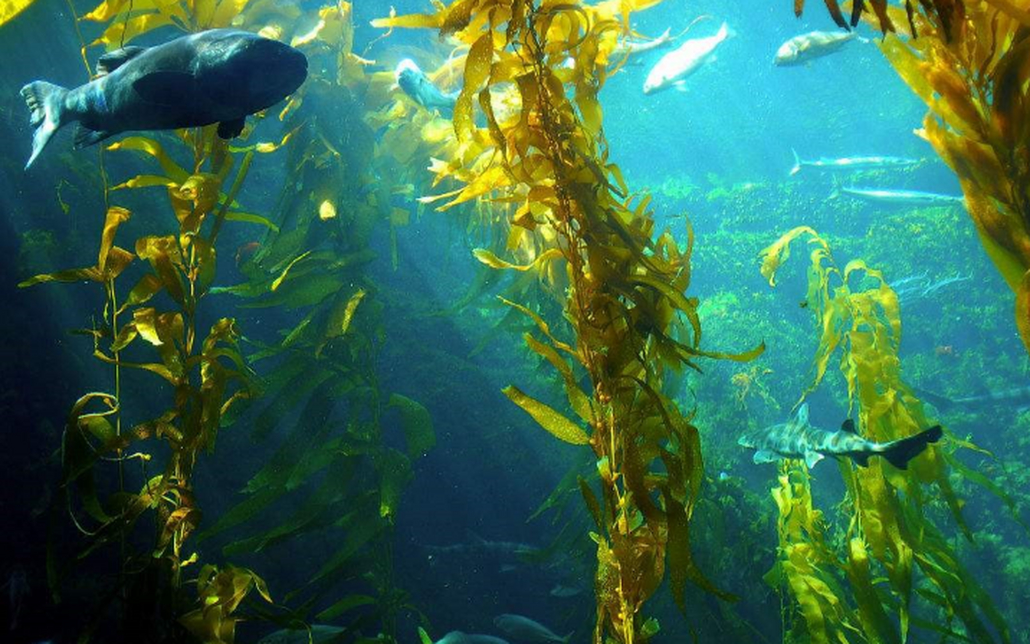 海草和海藻是两种我们常见的海洋植物,它们在生态系统中扮演着重要的