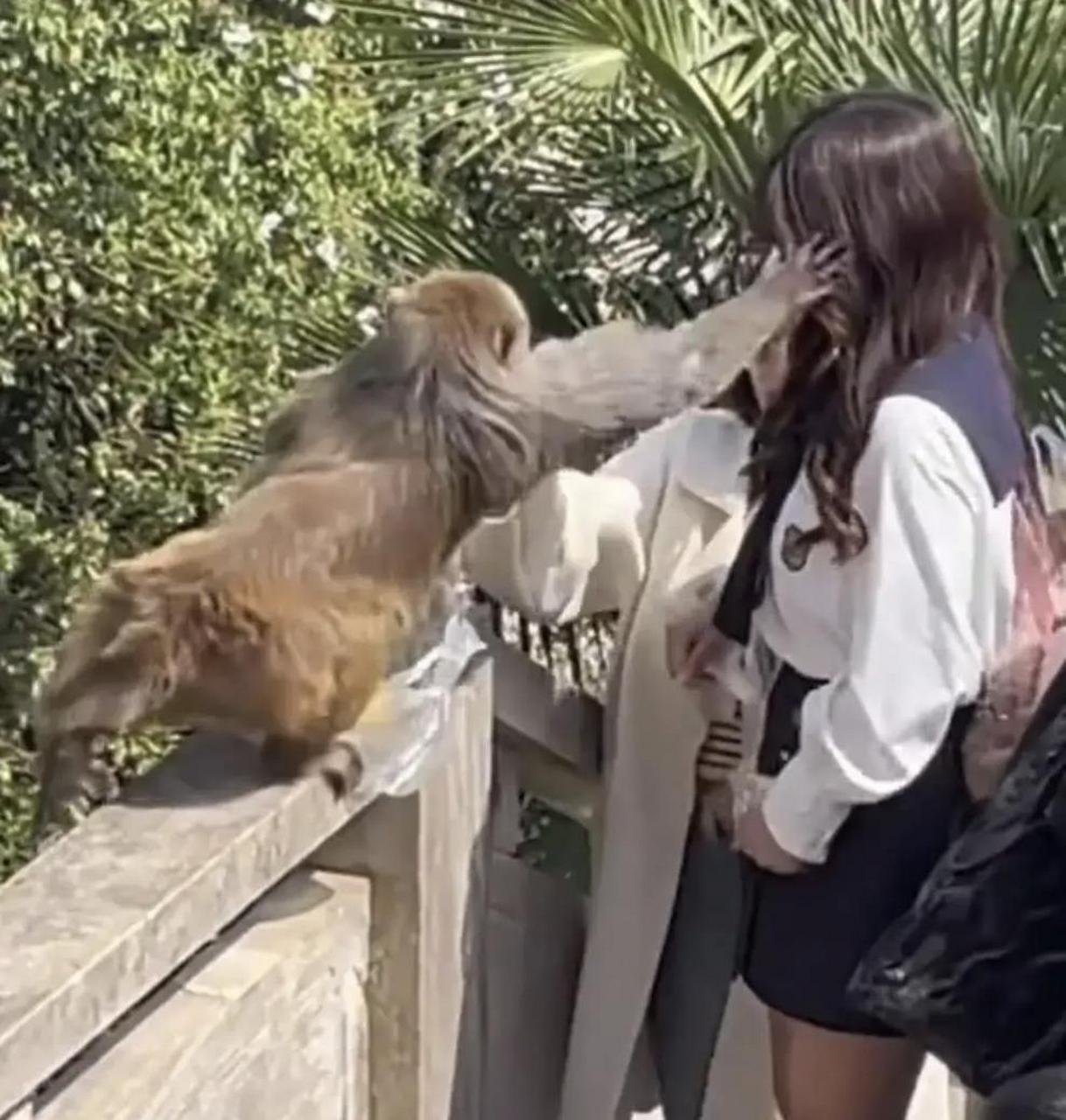 女子喂猴子,被猴子扇耳光