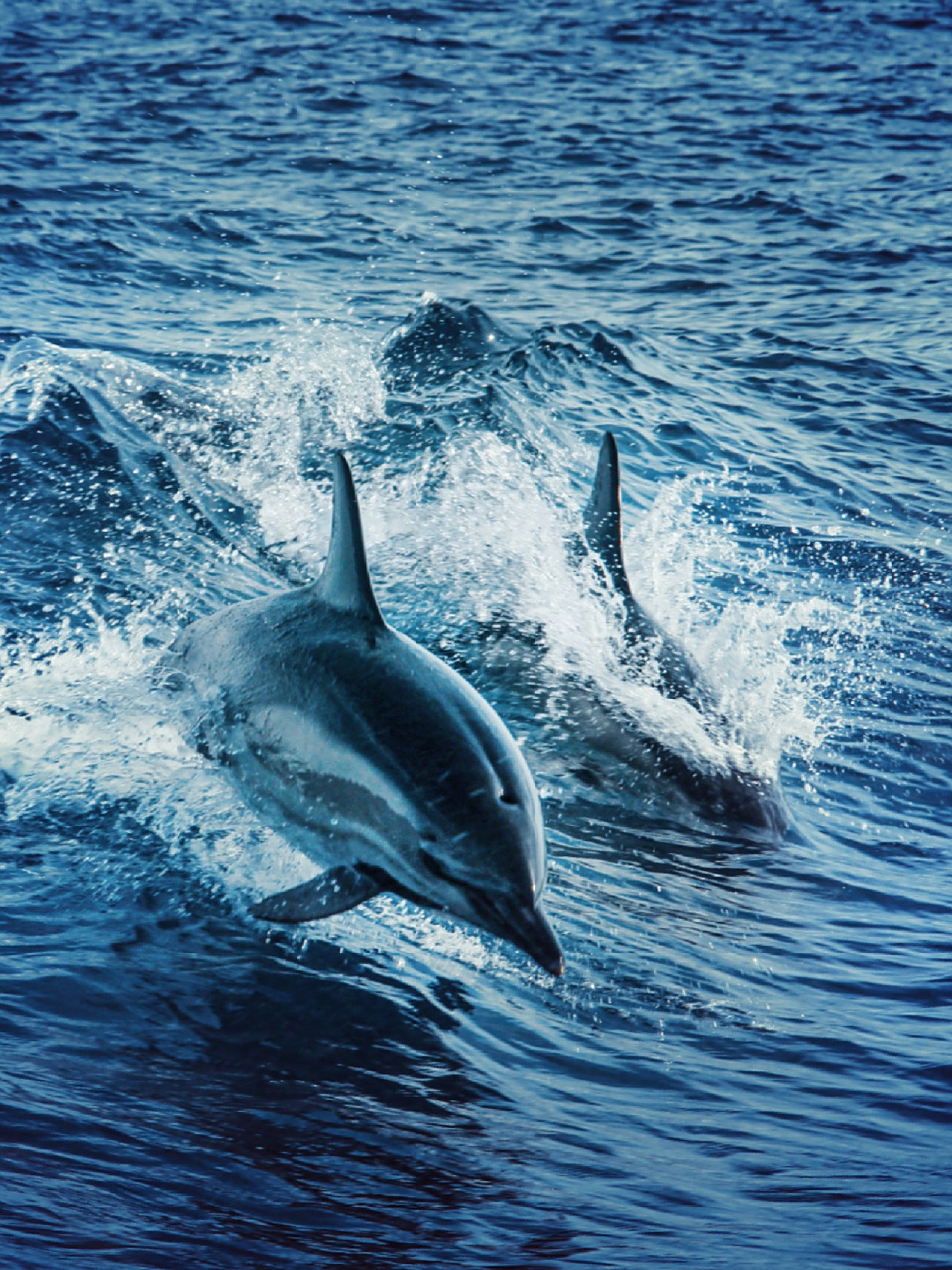 每天陪孩子一起瞧动物 名称:海豚 别名:海狶/豨,鱼兽,鱼狸,海豚鱼