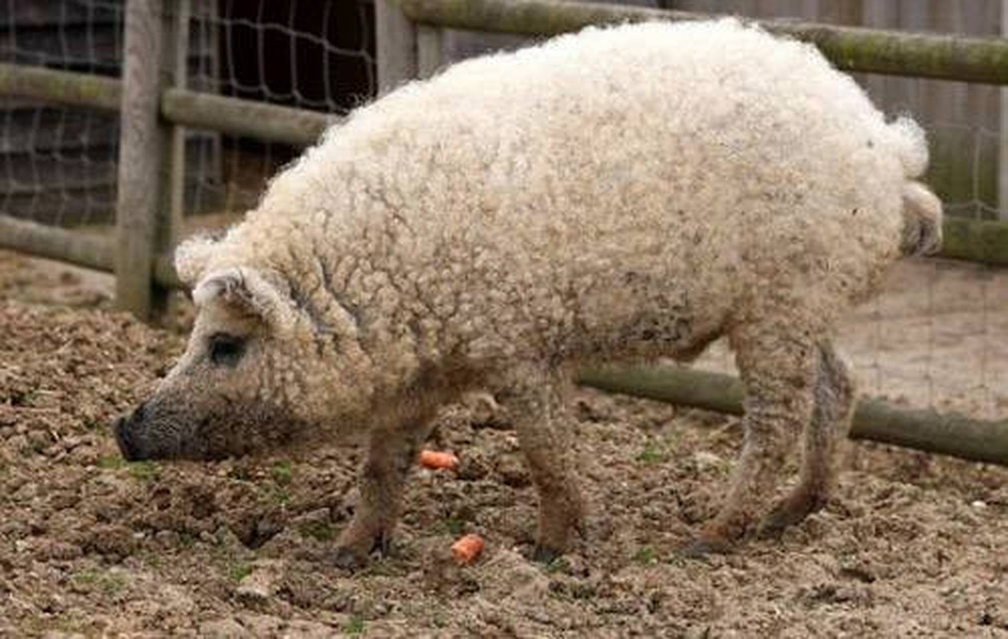 据说叫绵羊猪#搞笑段子集中地