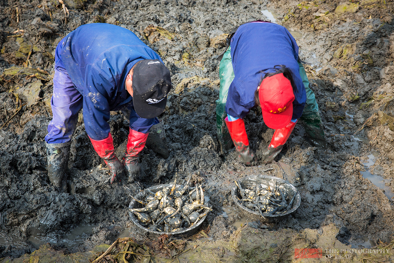这个东西浙江人在种,北方人在吃,以前过年才能吃到,你吃过吗?