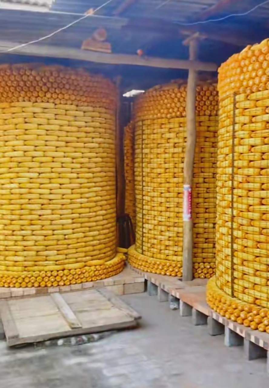 过年回家,最喜欢到大伯家待着,整齐的玉米堆,柴火垛,让人觉得十分舒坦