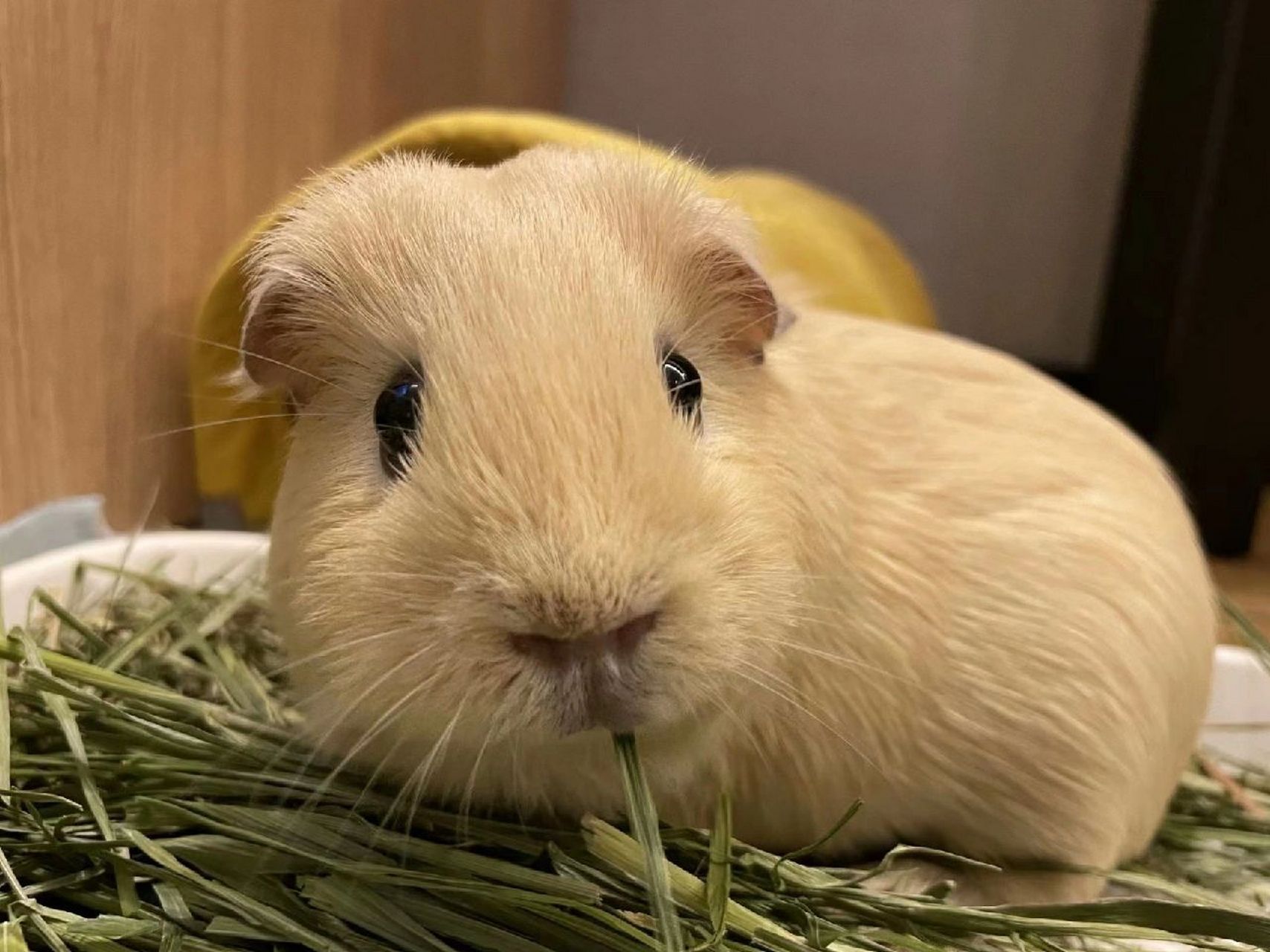 荷兰猪的日常——声音敲可爱的啮齿动物 荷兰猪有许多名称,例如:豚鼠