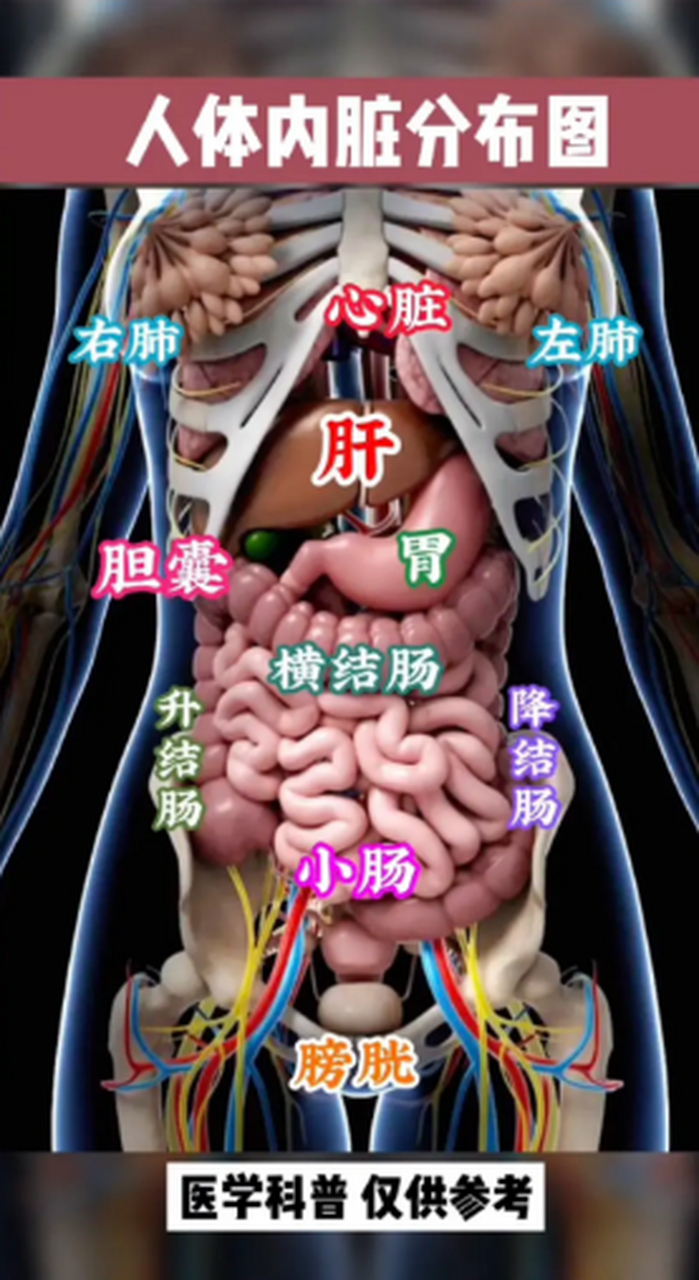 肝疼痛位置图片图片