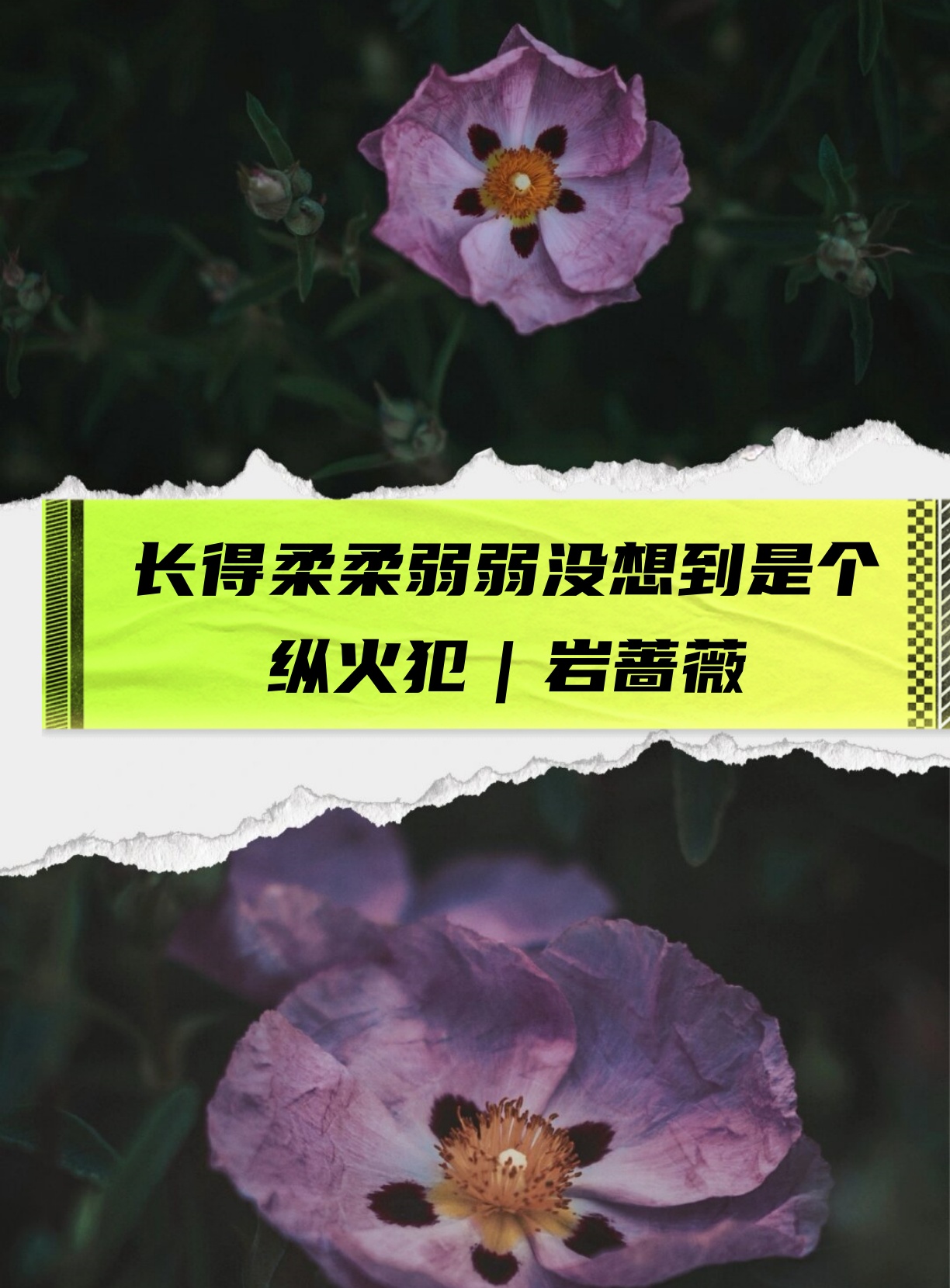 长得柔柔弱弱没想到是个纵火犯|岩蔷薇