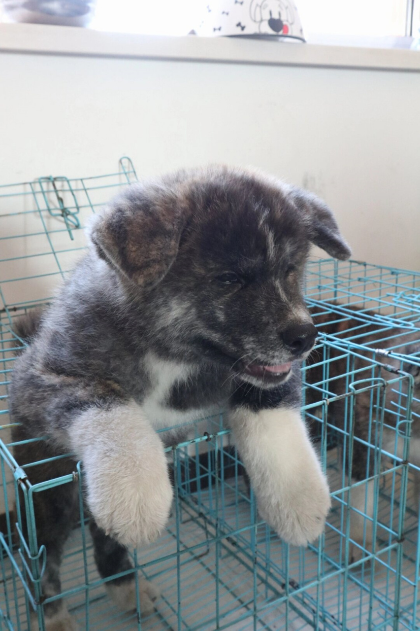 河南安阳林州虎斑秋田  大家好,我是虎斑秋田犬tiger的家人.