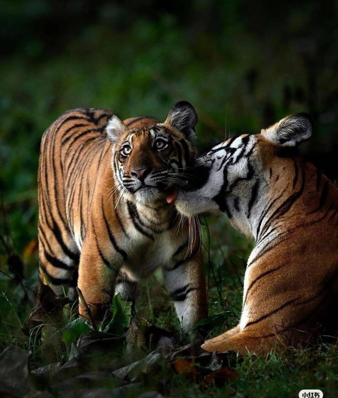 一山不容二虎,除非一公一母