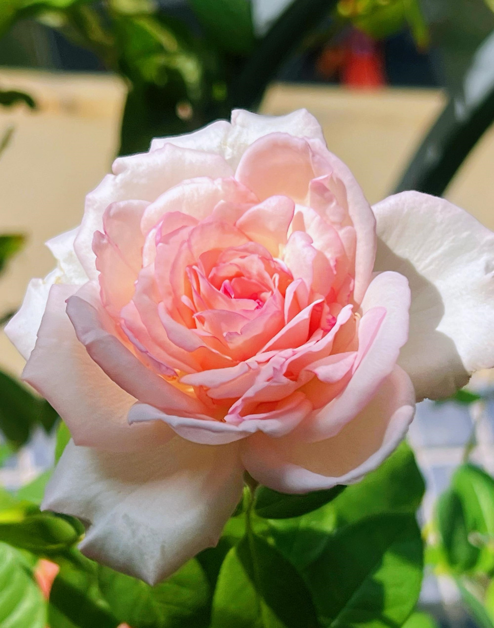 秋天,是月季花的第二个盛花期,这个品种名叫"乐天派",一个可以和切花