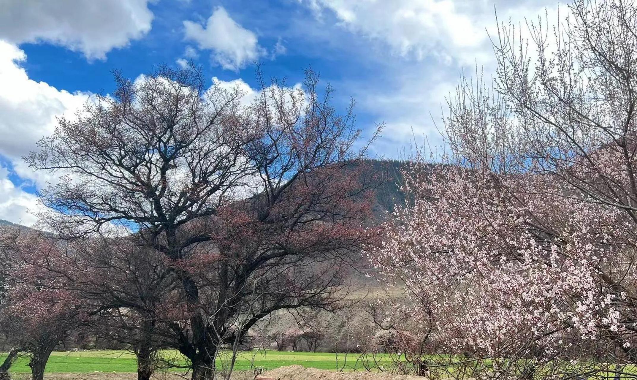 美丽中华行拍摄1717花絮# 西藏昌都洛隆县俄西乡的万亩杏花林