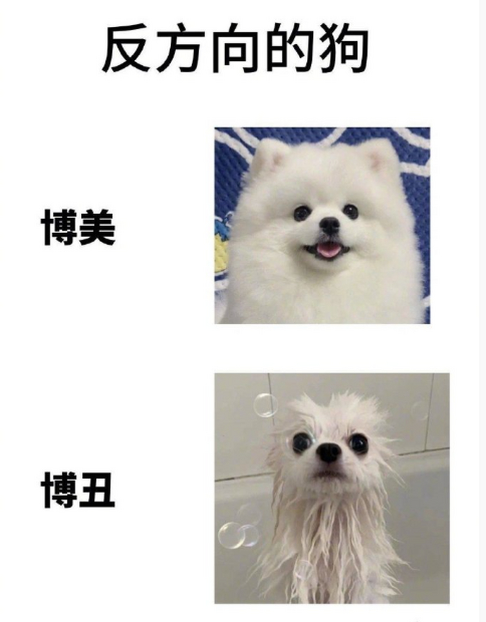 反方向的狗狗[二哈]