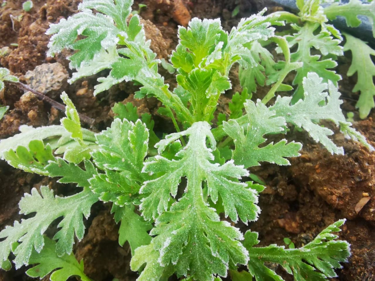 鸡翼菜植物图片图片