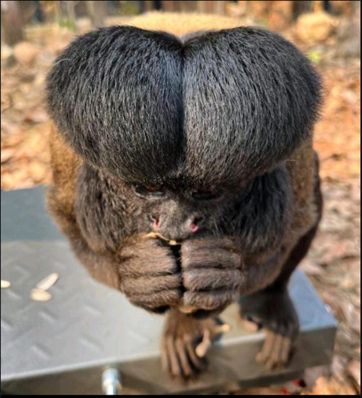 大猩猩的发型不错