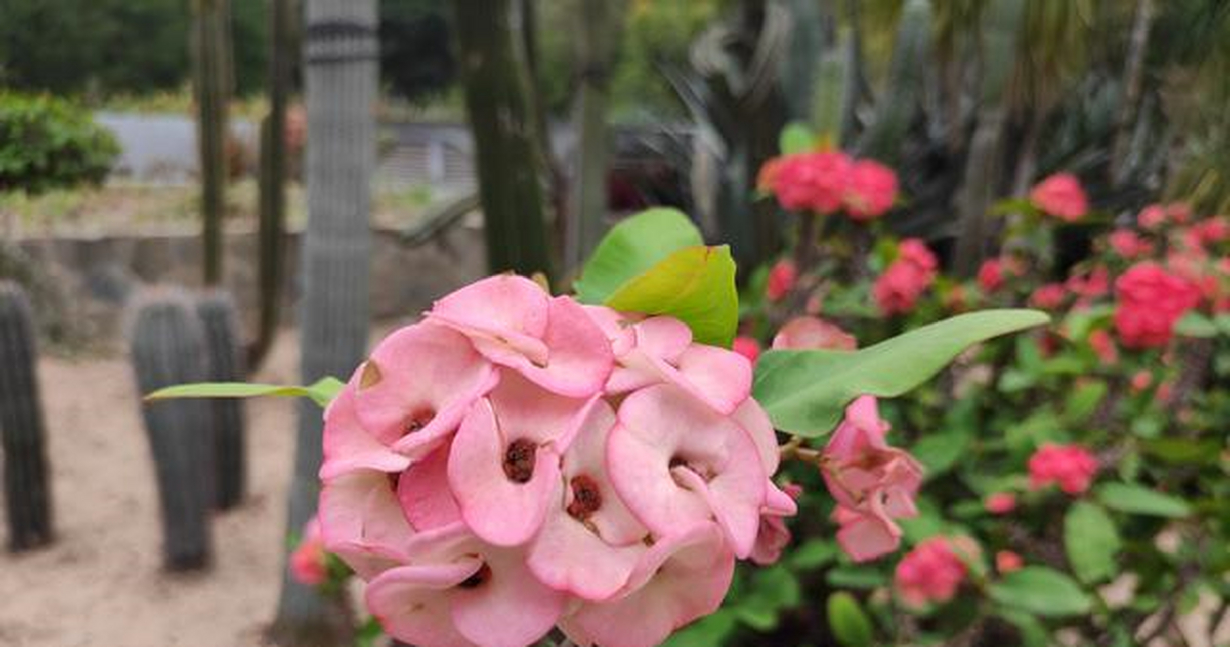 你见过仙人掌的花吗?来深圳仙湖植物园看看吧,很漂亮