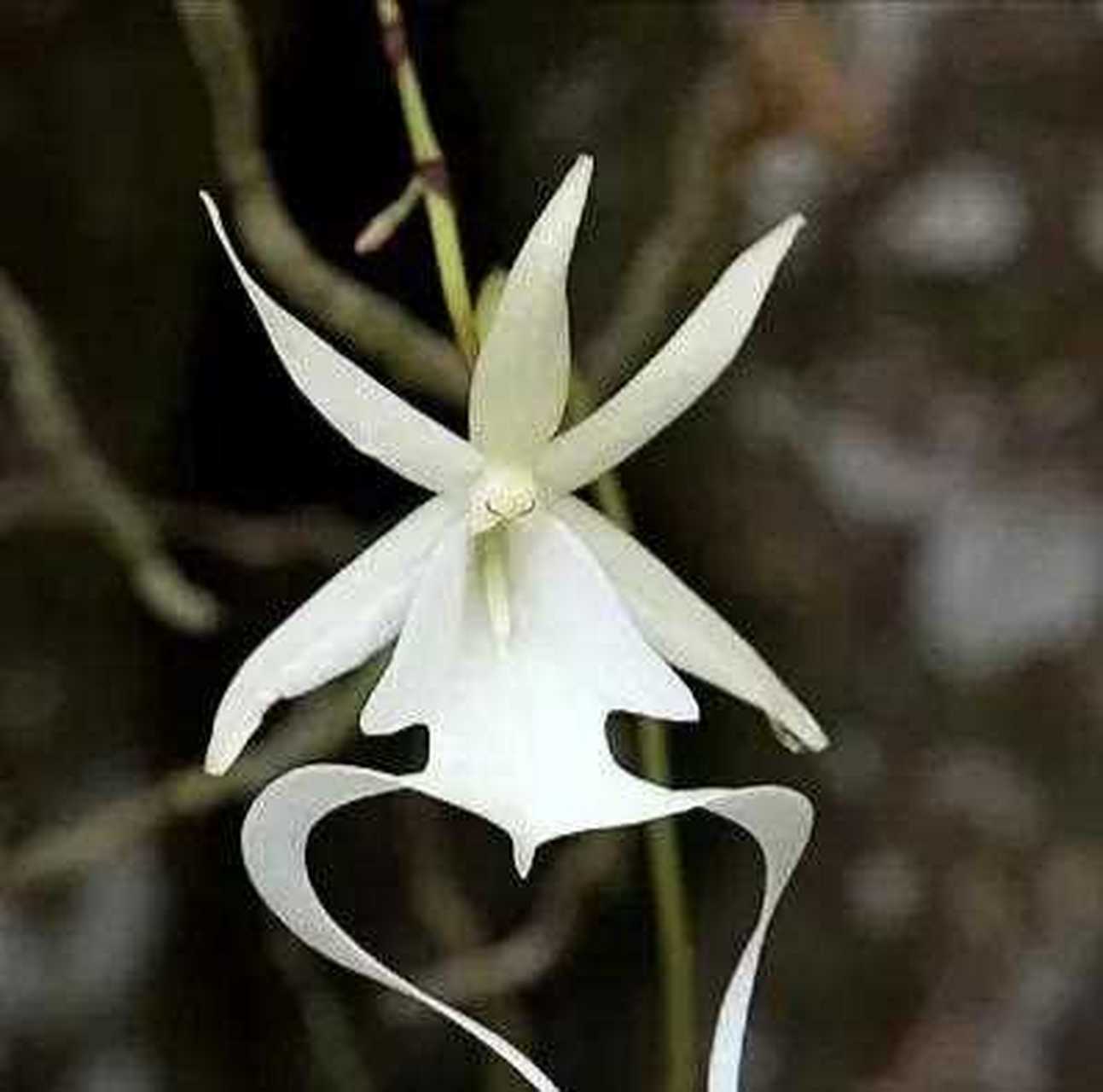 在野外遇到这种兰花一定要绕道走,因为它是牢底坐穿兰.