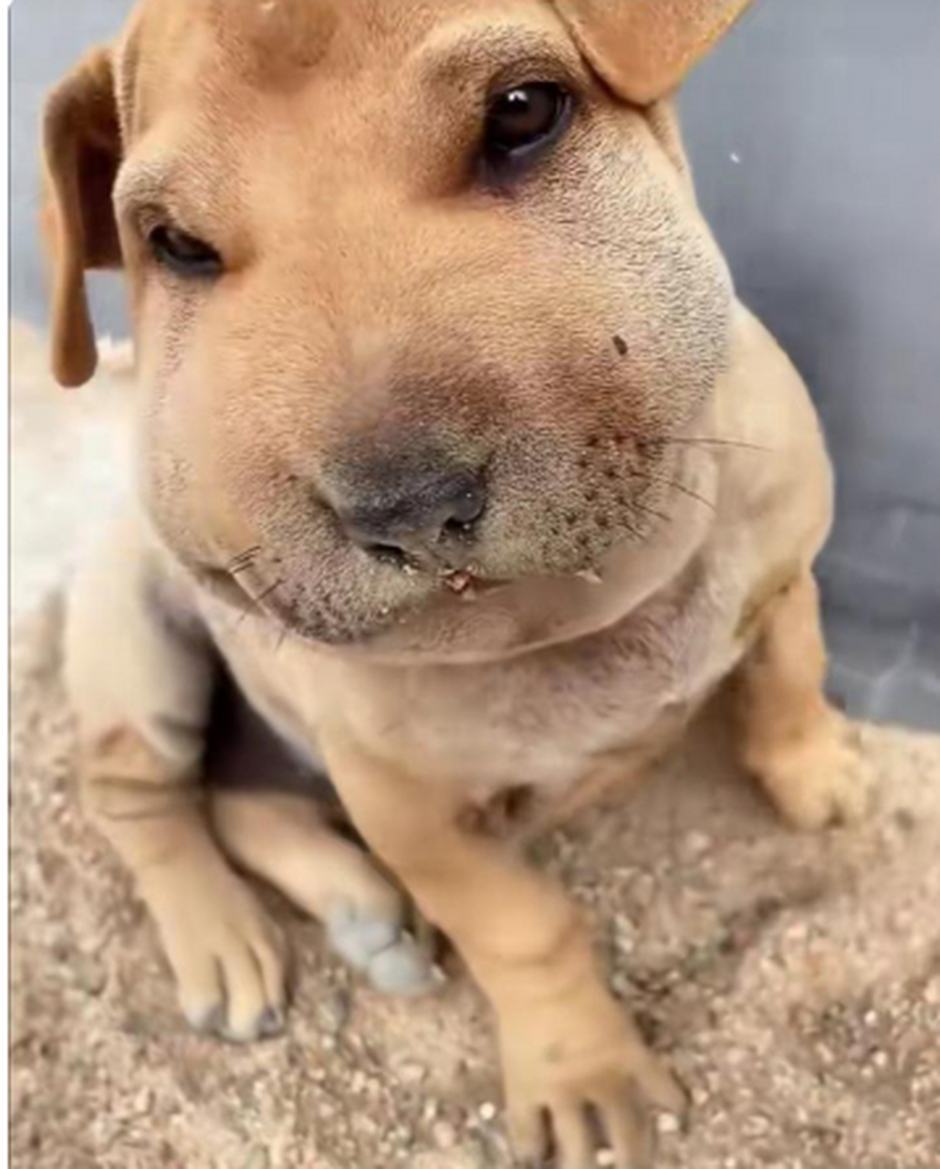 狗子被蜜蜂咬了,看着好可怜!哈哈哈