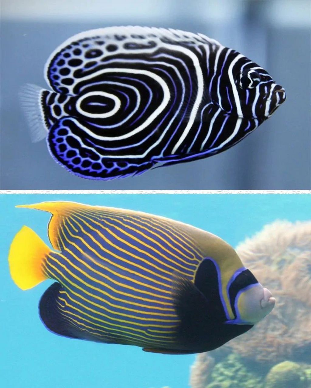 海洋生物-皇后神仙鱼 95学名主刺盖鱼,体长30~38厘米,体略高而呈卵