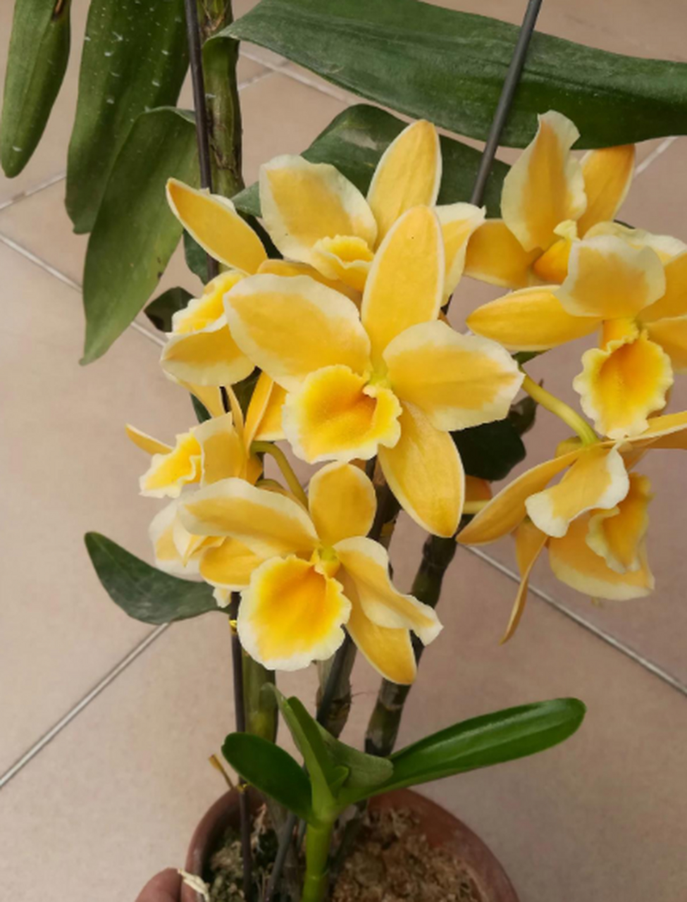 黄钻戒,家里现存最贵的品种,也是最美的春石斛,没有之一.