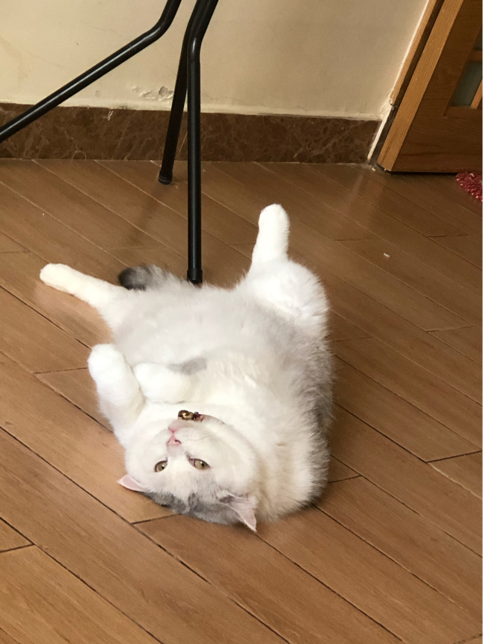 捞妹在减肥的路上,慢慢迷失自我了 我每天定时定量给猫粮,但他呢一饿