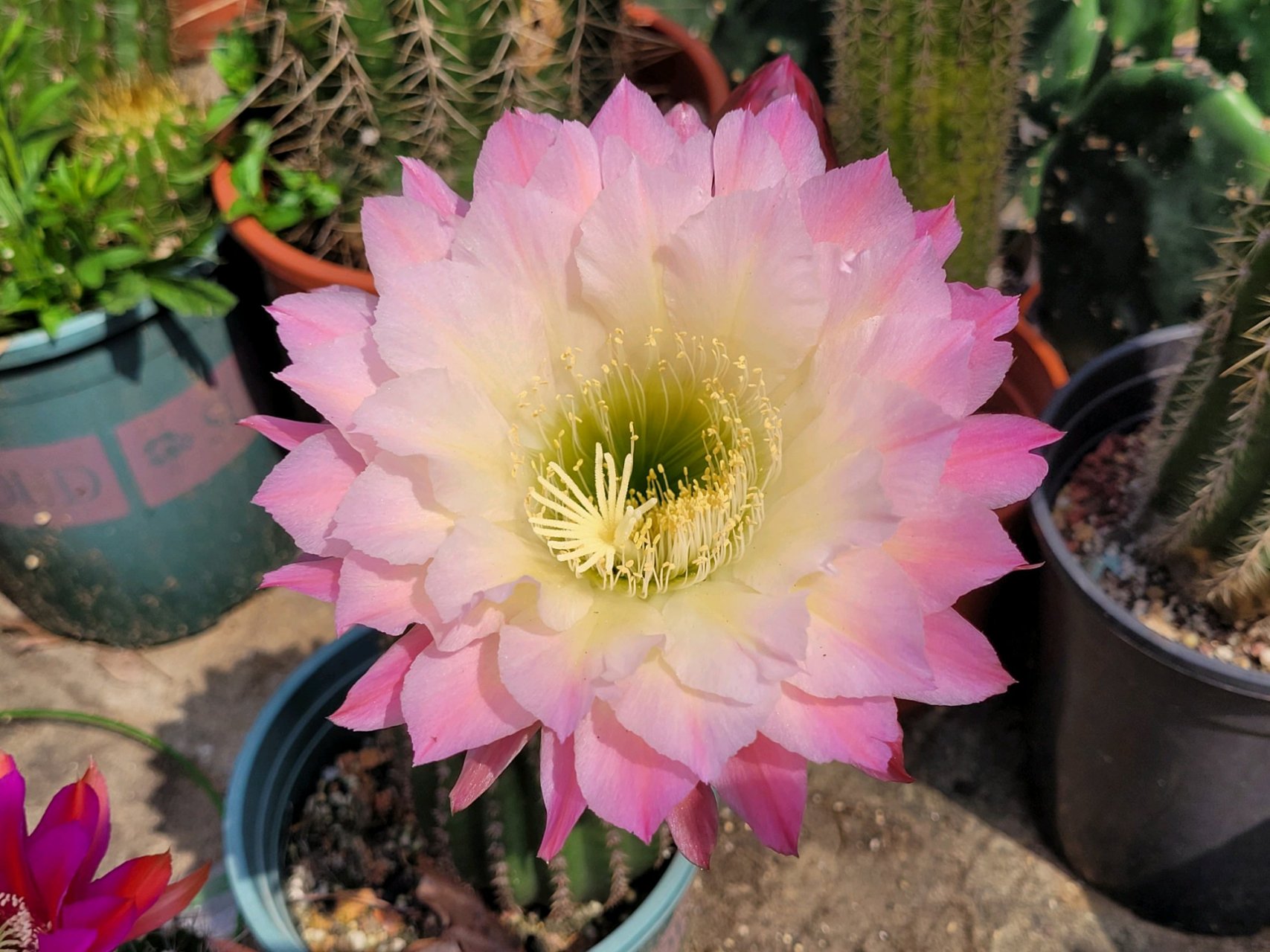 漂亮的仙人球,你也喜欢吧?