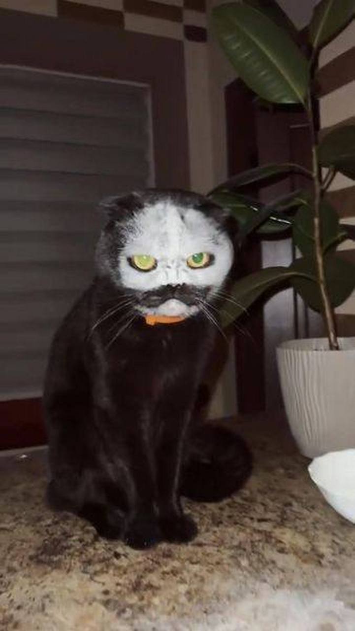 偷面粉的猫 [喵喵][国宝]  #趣图搞笑# #娱乐资讯直通车# #搞笑