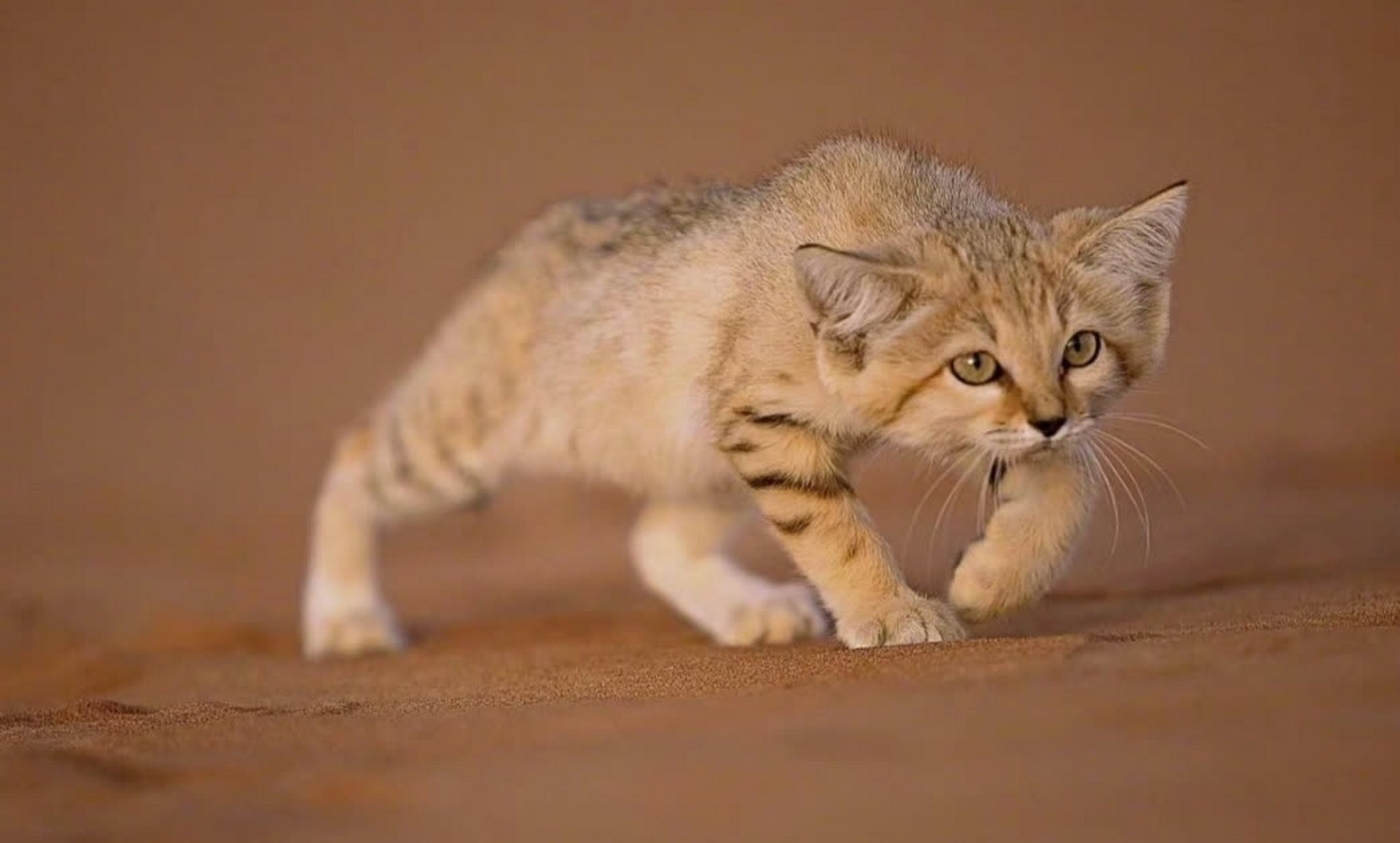 成功猎杀蛇的沙漠猫依然那么可爱[微笑]