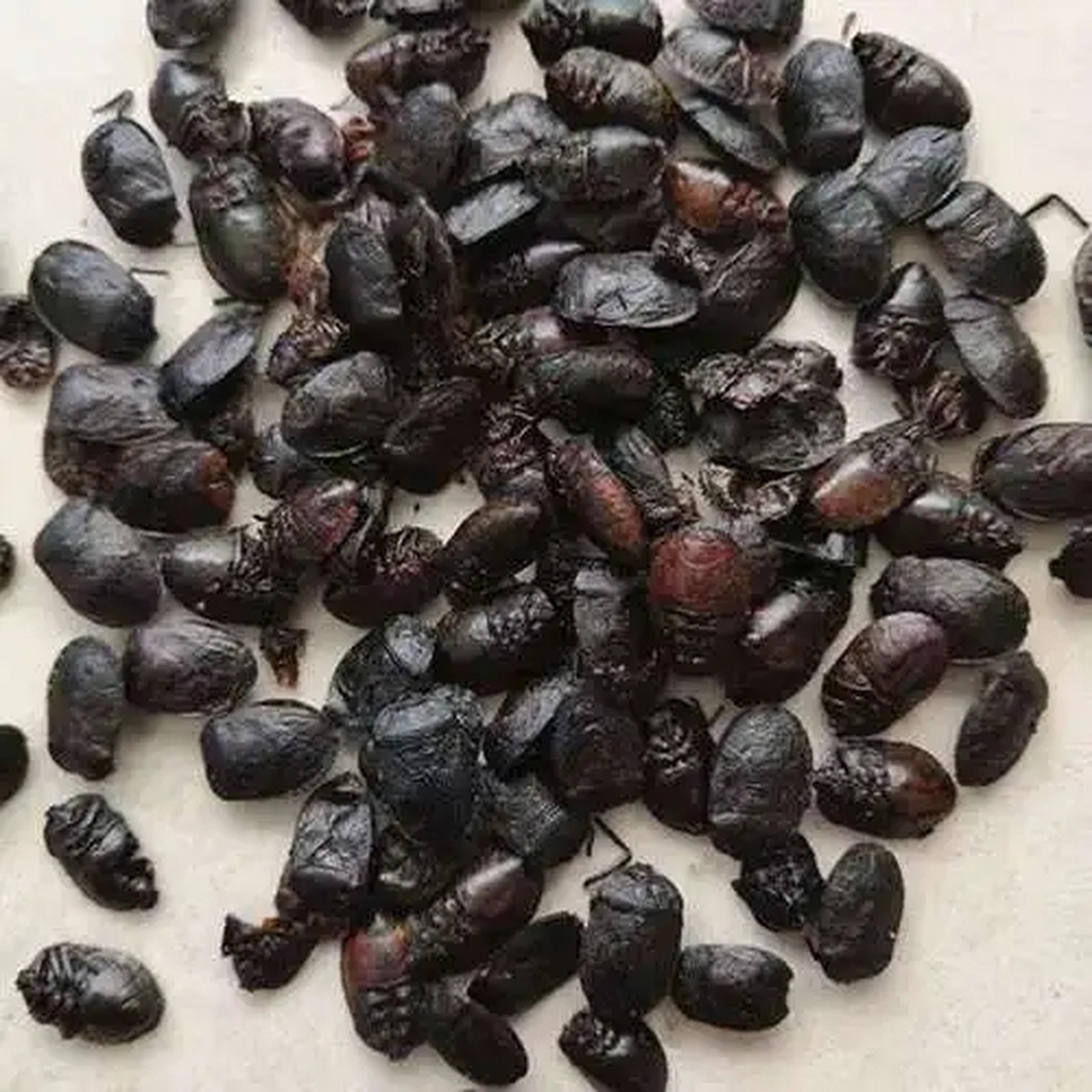 用于胃寒胀痛,肝胃气痛,肾虚阳痿,腰膝酸痛.