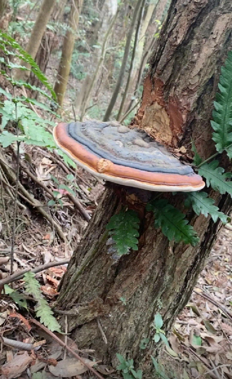 发现一颗千年灵芝,拿回家给老爸泡酒喝