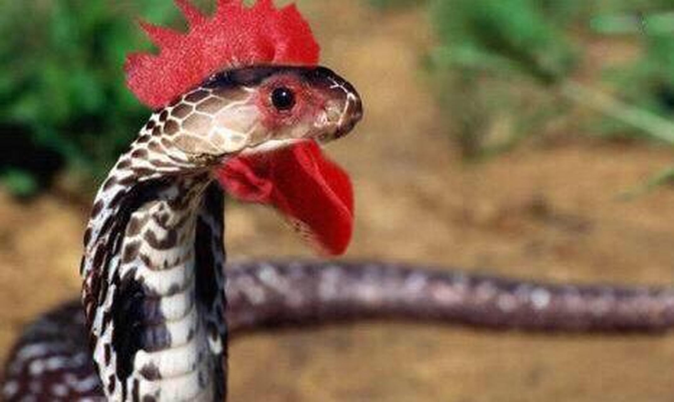 据老一辈人讲,鸡冠蛇身体为红色还带有一些蓝绿色,能立起身子来有半