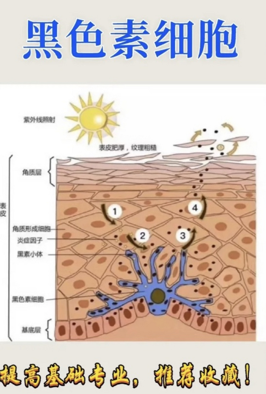 黑素细胞的结构与功能 黑色素细胞位于表皮的基底层,起源于胚胎神经嵴