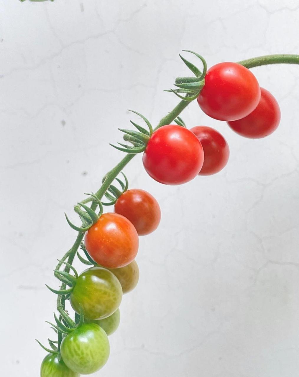 等一个串熟 [照相机]小番茄转色还挺快的,现在第四串果也开始转色了