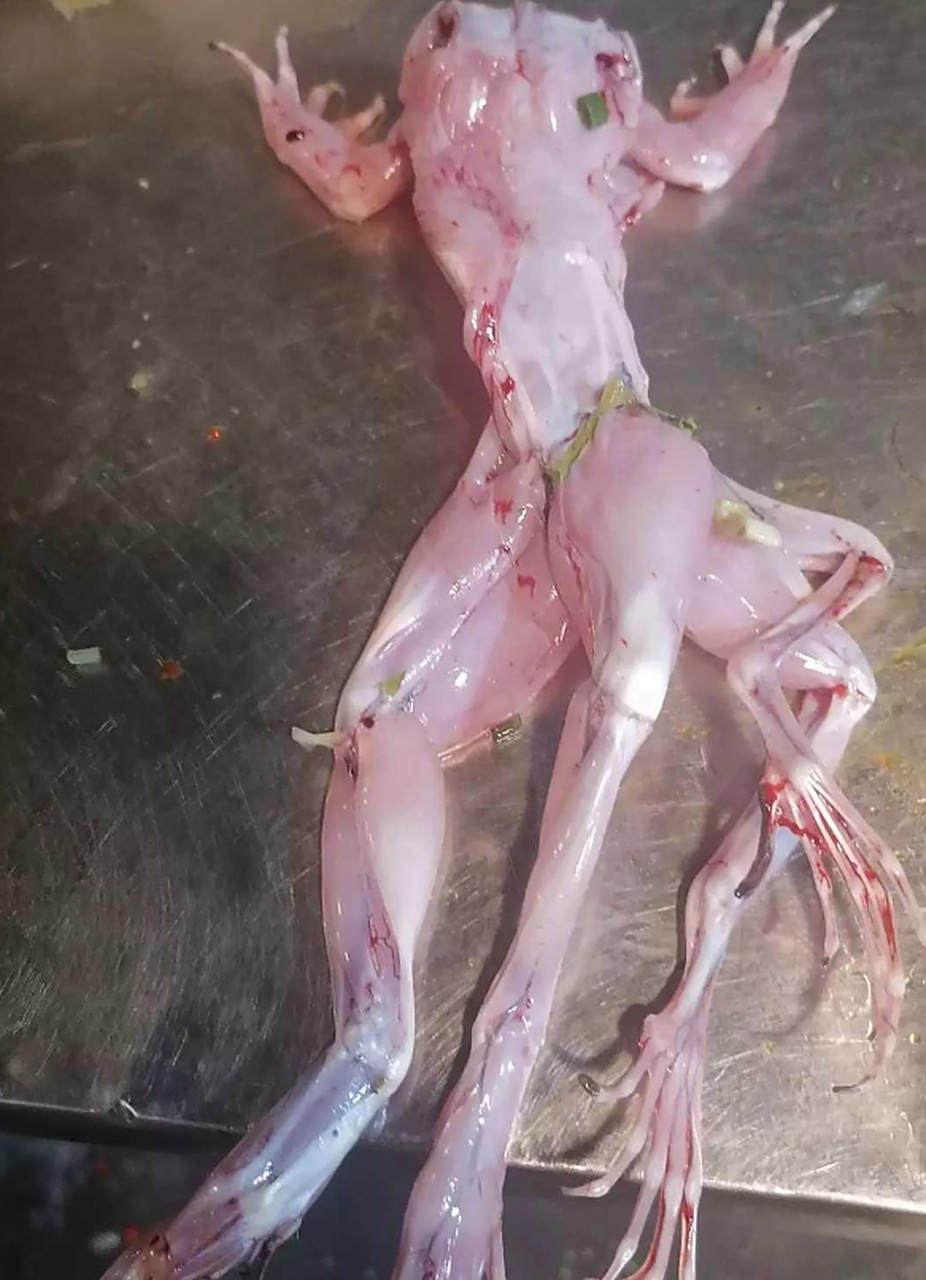 你们见过长四条腿的牛蛙吗?