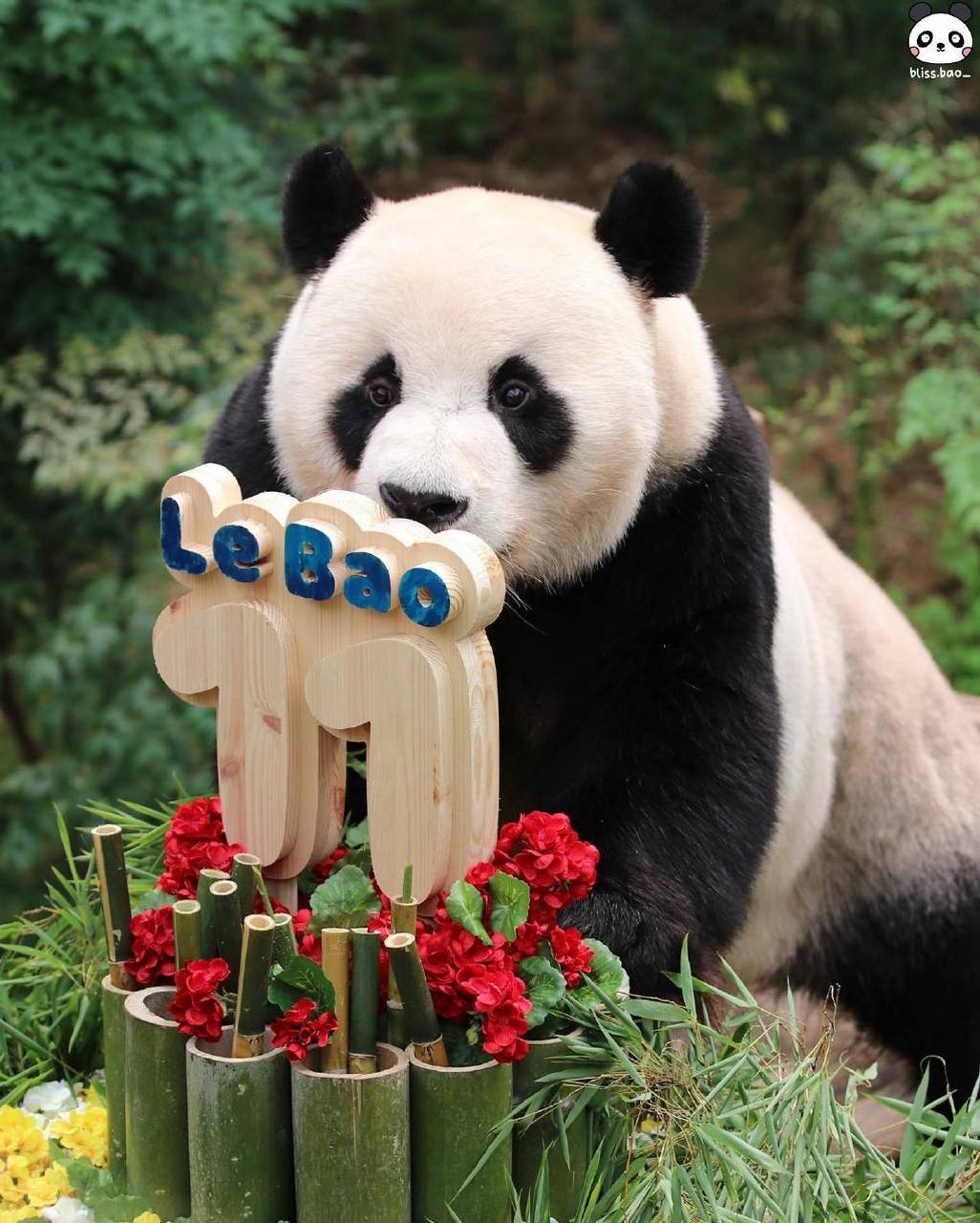 bao_  #大熊猫福宝#  #旅韩大熊猫乐宝#  #大熊猫