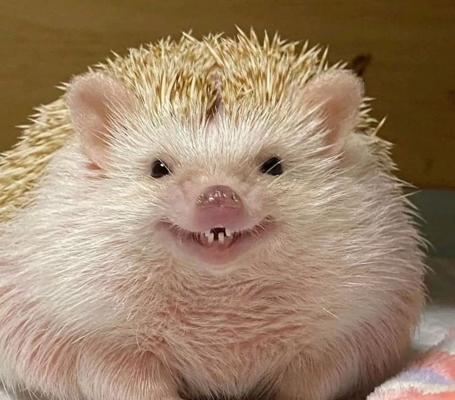 一张图片颠覆你对动物的印象.  .[大笑][大笑]#搞笑