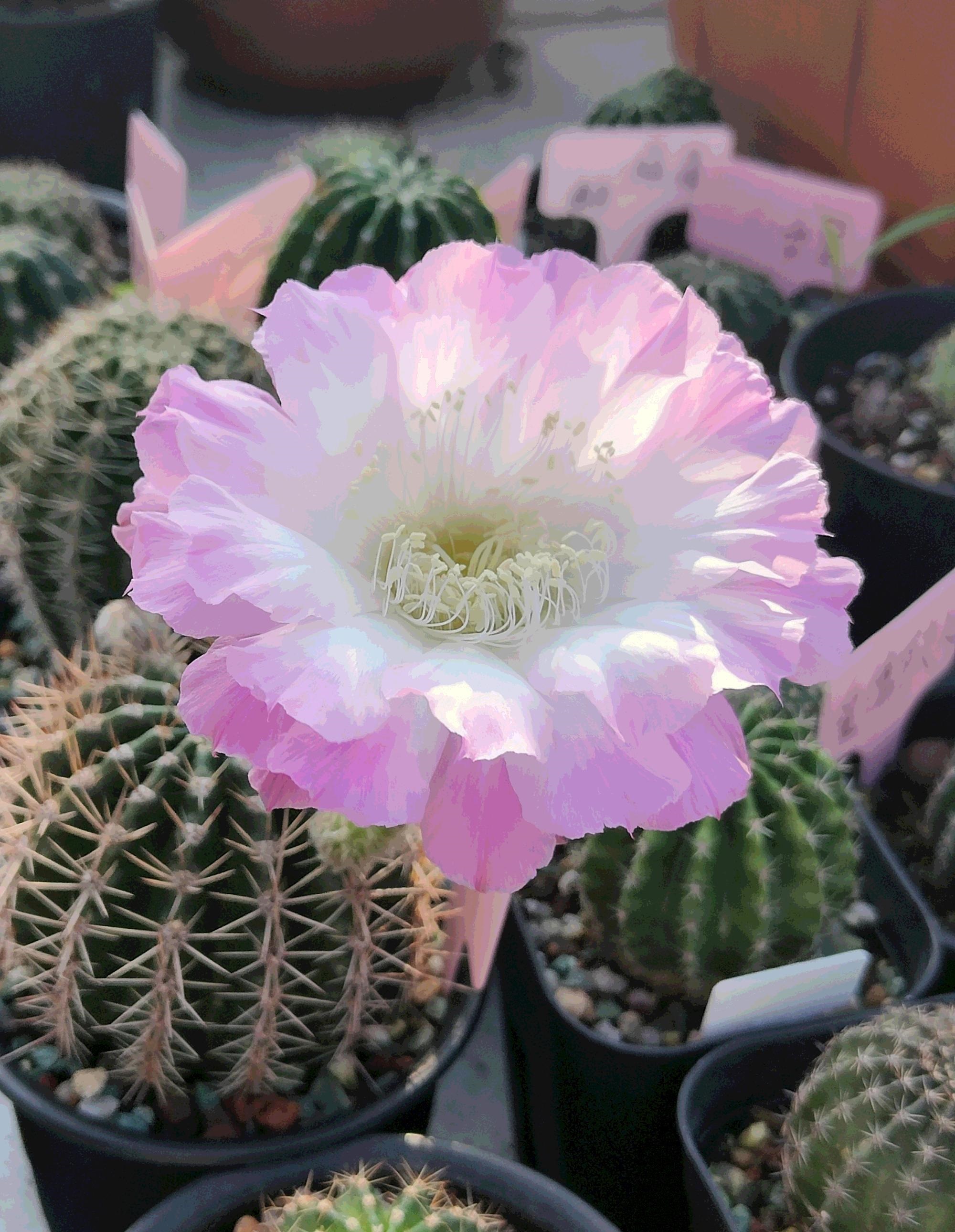 彩草仙人球"舞会",仙气十足的花朵,花径能达到12厘米,又大又美,每年