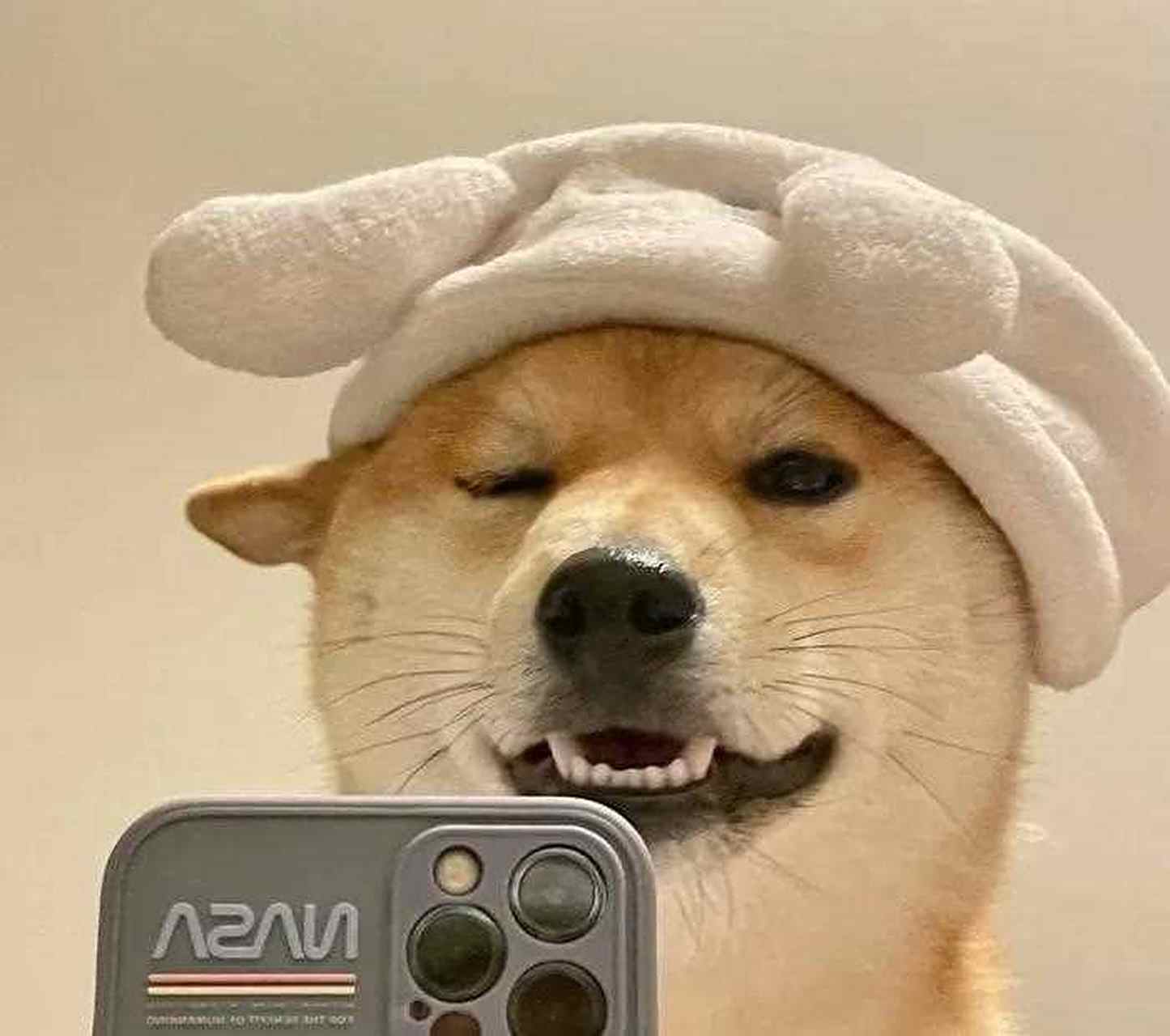 今天我们一起来看看,狗狗头像,看看那个狗狗头像好看呢?